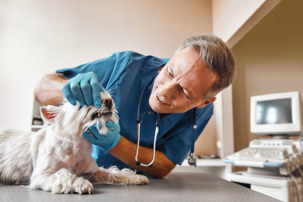 Best Broken or Cracked Tooth Emergency Dentist in Cementon, PA
